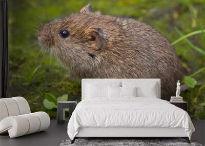 Field vole (Microtus agrestis) Wall mural