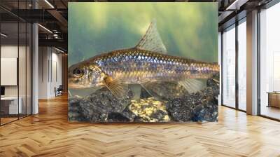 Gudgeon freshwater fish Wall mural