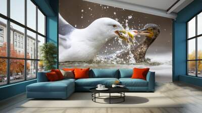 Gul and Cormorant fighting over fish Wall mural