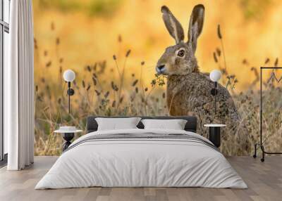 Lepus. Wild European brown hare on orange background Wall mural