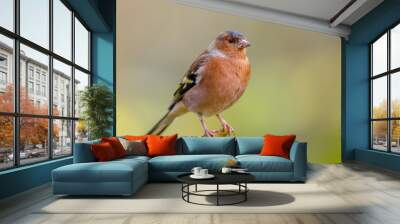 Male Chaffinch on green background Wall mural