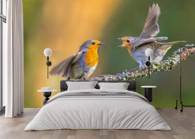 Parent Robin bird feeding young Wall mural