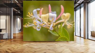 Perfoliate honeysuckle close up Wall mural