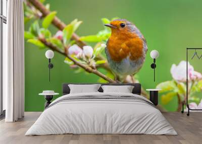 Robin on a branch with white flowers Wall mural