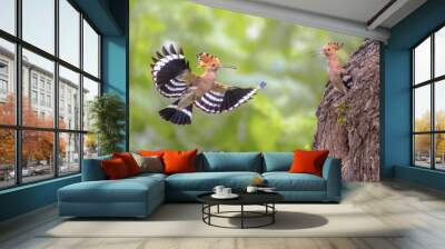 Two Eurasian hoopoes feeding on nesting site Wall mural