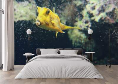 Fish Wall mural