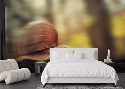 Fast snail Wall mural