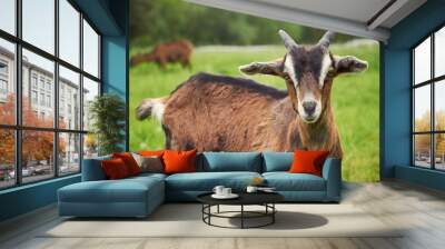 Goat Wall mural