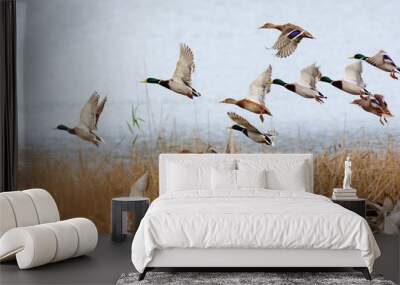 mallard duck flying over the lake Wall mural