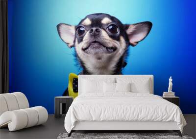 Beautiful chihuahua dog with bow-tie. Animal portrait. Chihuahua dog in stylish clothes. Blue background. Colorful decorations. Collection of funny animals Wall mural