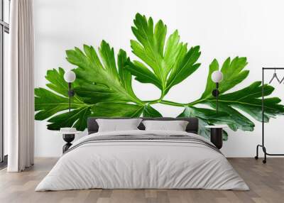 parsley isolated on white background Wall mural