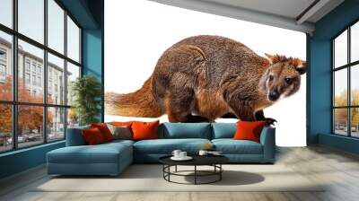 view of a kangaroo isolated on white background PNG Wall mural