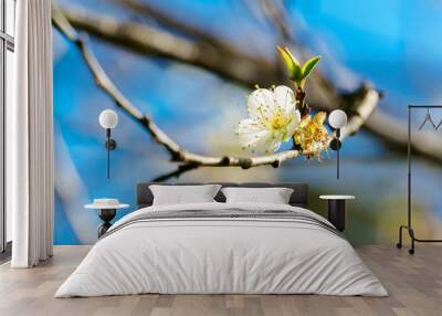 White apricot blossom with blue sky Wall mural