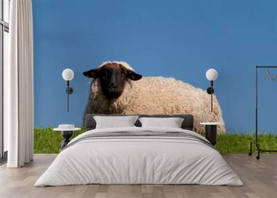 sheep Wall mural