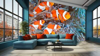 clownfish Wall mural