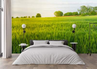 Young wheat field Wall mural