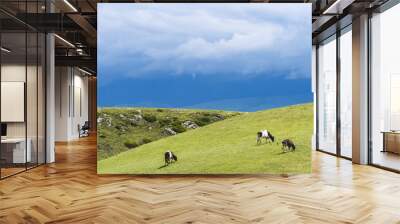 White clouds lay on top of each other in the sky, and cattle grazing on the green grassland were quiet and leisurely. Located in an alpine grassland in Xinjiang, China Wall mural