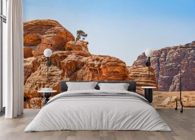 Lonely tree grows through the red sand rocks and stones in the deserted area of Petra, Jordan Wall mural