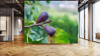 Two purple figs hanging from the branch of a fig tree Wall mural