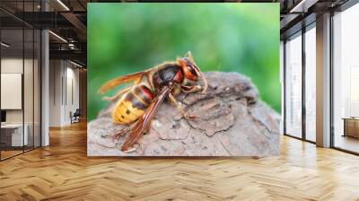 Vespa crabro, European giant hornet Wall mural