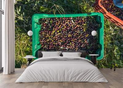 Basket Full of Collected Olives in Orchard Italian Wall mural