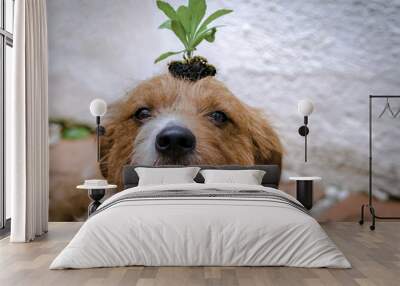 A dog with a plant on his head Wall mural