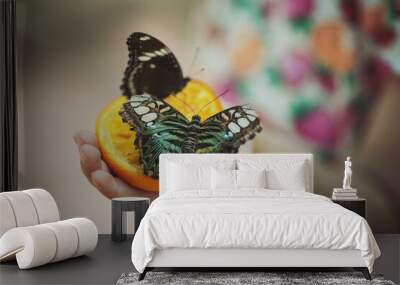 Butterflies sitting on the hand of a child. Close up of several beautiful vivid brown and blue tropical rainforest butterflies eating fruits in butterfly garden. A butterflies feeds on a tangerine. Wall mural