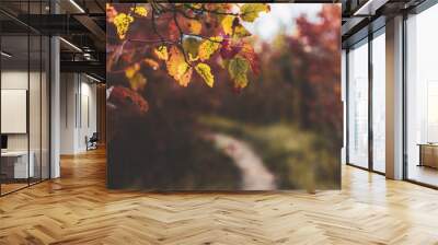 Close up of colourful autumn leaves in the forest path with a blurred background for copy space Wall mural