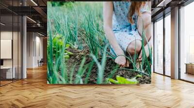 Close up of woman harvesting organic onions in a green garden Wall mural