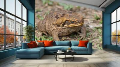 Dry Cane Toad Full Wall mural