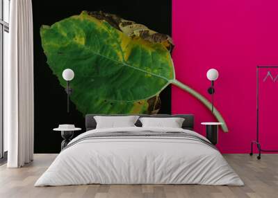 Duotone autumn creative concept of green withering sunflower leaf on black and magenta background with copy space Wall mural