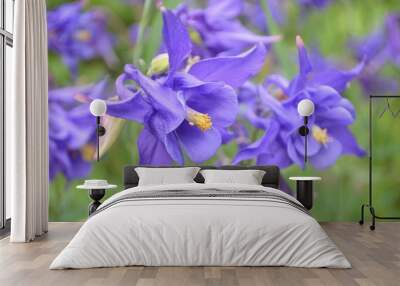 Close up of mixed white blue Aquilegia Vulgaris, European columbine flowers in garden in a sunny spring day Wall mural