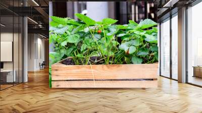 Close up of raw red strawberries in a garden wooden box in a raining day, with small waterdrops on green leaves in an organic garden, beautiful outdoor natural background, urban gardening Wall mural