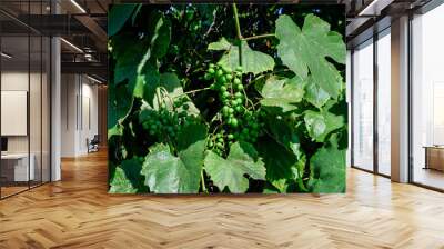 Delicate small fruits and green leaves of grape vine in a sunny summer garden, beautiful outdoor monochrome background photographed with selective focus. Wall mural