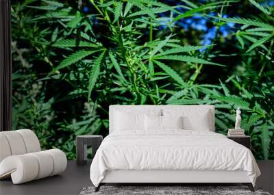 Fresh green organic hemp or cannabis leaves cultivated in an urban garden, in a summer day, beautiful outdoor monochrome green background photographed with soft focus, urban gardening. Wall mural