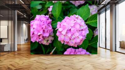 Magenta pink hydrangea macrophylla or hortensia shrub in full bloom in a flower pot, with fresh green leaves in the background, in a garden in a sunny summer day. Wall mural