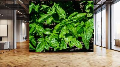 Many fresh green basil leaves and flowers in a sunny summer organic garden, healthy vegan herbs photographed with soft focus. Wall mural