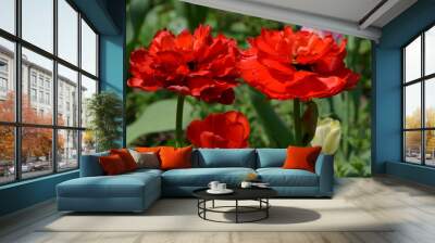 Top view of two delicate vivid red tulip in a garden in a sunny spring day, beautiful outdoor floral background photographed with soft focus Wall mural