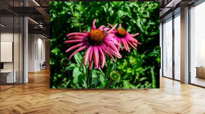 Two delicate pink echinacea flowers in soft focus in an organic herbs garden in a sunny summer day. Wall mural