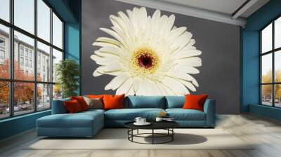 flor margarita gerbera blanca Wall mural