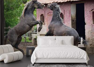 Fight of two aggressive stallions Wall mural