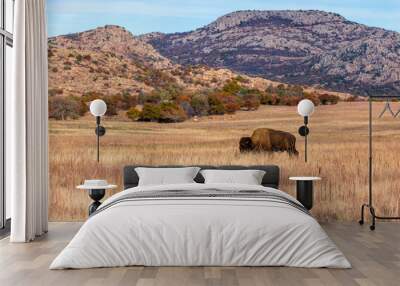 Bison on the range at the Wichita Mountains Wildlife Refuge, located in southwestern Oklahoma. Wall mural