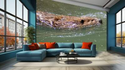 Beaver Wall mural