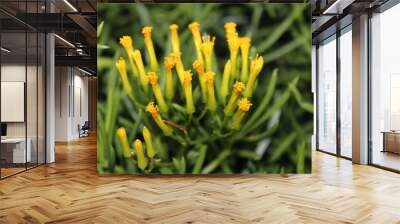 Yellow flowers of succulent in the garden Wall mural