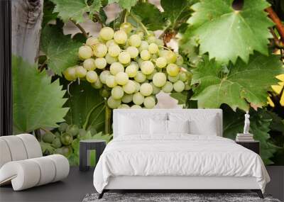 Beautiful Green Grape Closeup Wall mural