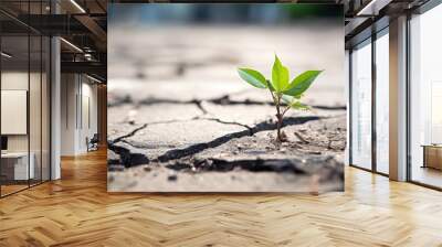  Close up, small tree growing on Cracked Street  Wall mural