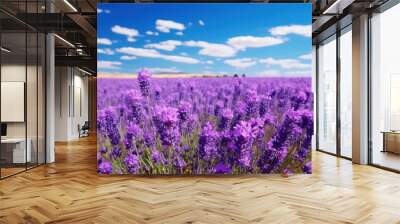 field of lavender in full bloom under a clear blue sky  Wall mural