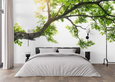 tree branch  isolated on transparent and white background.PNG image Wall mural