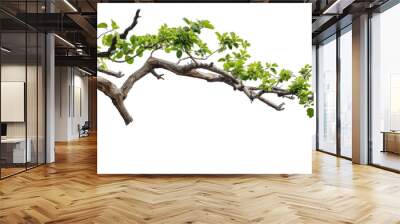 tree branch  isolated on transparent and white background.PNG image Wall mural