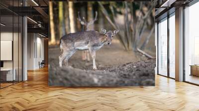 beautiful deer standing in a forest Wall mural